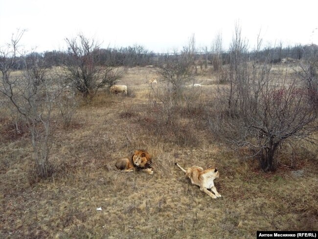 Саванна в "Тайгане"