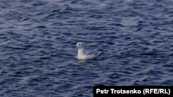Чайка на озере Талдыколь. 12 сентября 2021 года
