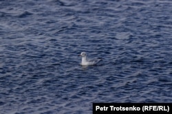 Чайка на озере Малый Талдыколь. Нур-Султан, 12 сентября 2021 года