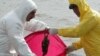 Bird Flu Spreads, Raising Risk Of Human Pandemic