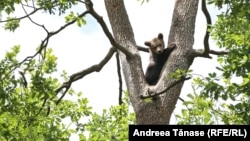 Sanctuarul de Urși Libearty este cel mai mare proiect pentru bunăstarea animalelor din Europa. Sanctuarul a fost creat pentru foștii urși captivi de la Zărnești, din România.
