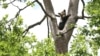 Pui de urs cocoțat într-un copac, în Sanctuarul de urși „Libearty” de la Zărnești, 3 iulie 2021.

