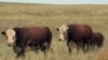 Фермеры скептично оценивают планы Казахстана по экспорту мяса