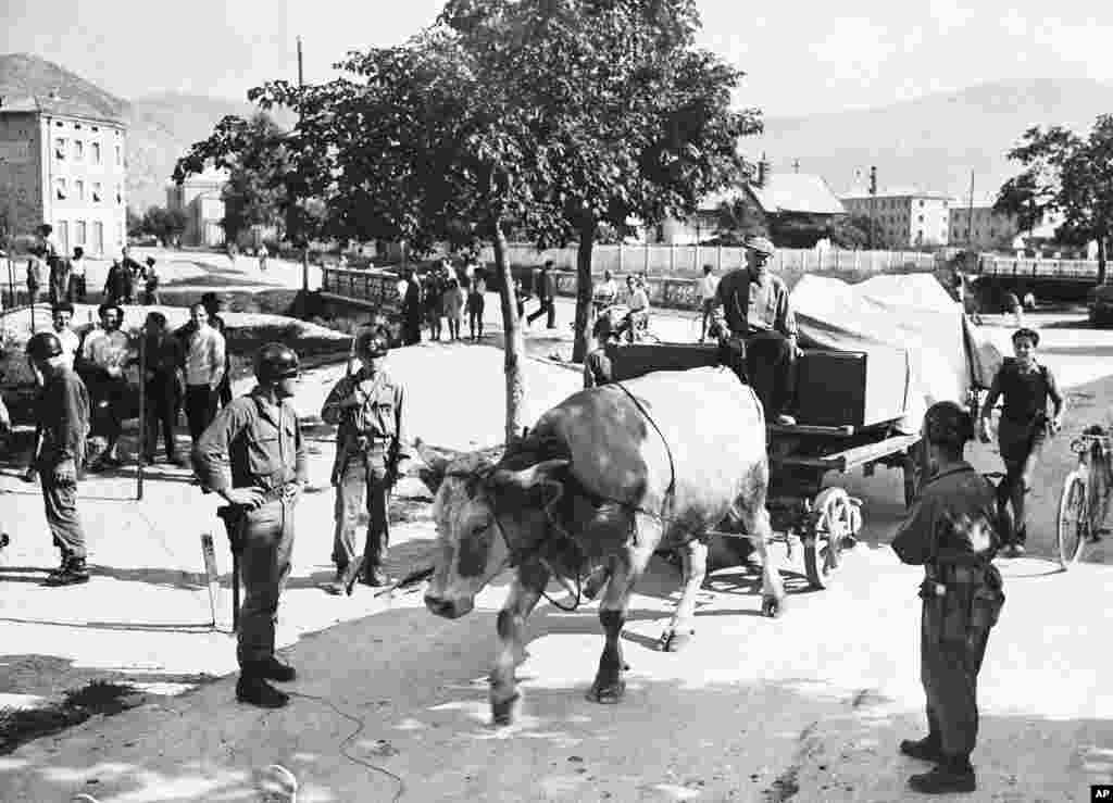 An Italian man is pulled by his ox out of territory to be handed over to Yugoslavia in 1947. The Treaty of Peace with Italy saw several islands and regions handed over to Yugoslavia following the defeat of the Axis powers in World War II.