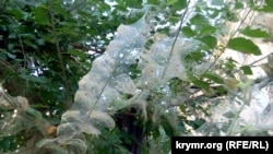 Гусеницы белой бабочки объедают деревья в Севастополе, 19 августа 2021 года