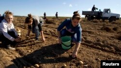 Беларускія студэнты на ўборцы бульбы. Архіўнае фота