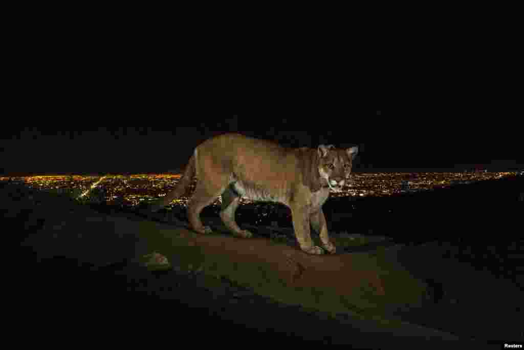 Steve Winter, a U.S. photographer working for National Geographic, won first prize in the Nature Stories category with his series including this shot of a cougar walking a trail in Los Angeles' Griffith Park, captured by a camera trap.