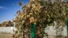 «Сгоревшие» листья винограда после выброса неизвестного вещества, село Перекоп, Крым