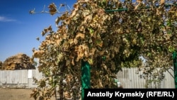 «Сгоревшие» листья винограда после выброса на заводе «Крымский титан», село Перекоп, Крым