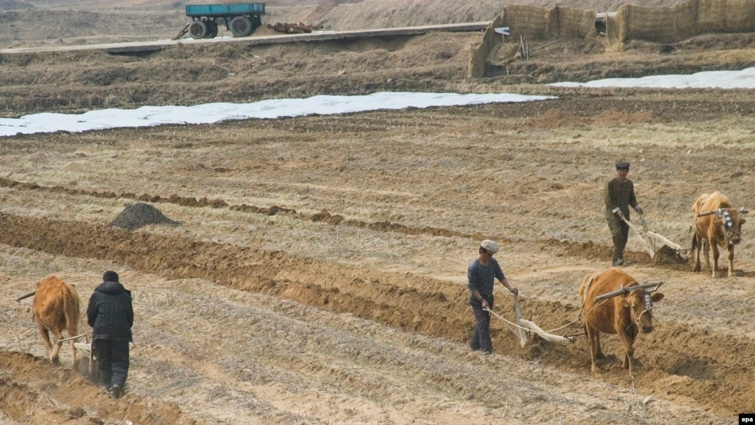 Fermieri nord-coreeni ară pământul în apropierea zonei demilitarizate cu Coreea de Sud, aprilie 2005. Una din multele dovezi că problemele alimentare din Coreea de Nord sunt mult mai vechi.