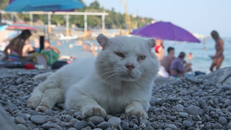 Море. Симеиз. Кошка | Крымское фото дня