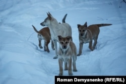 Безпритульні собаки в Воронежі