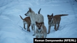 Бродячие собаки в Воронеже, архивное фото