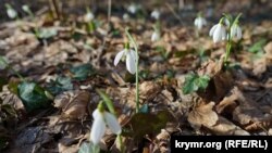Метеорологічна весна у Києві почалася 10 лютого