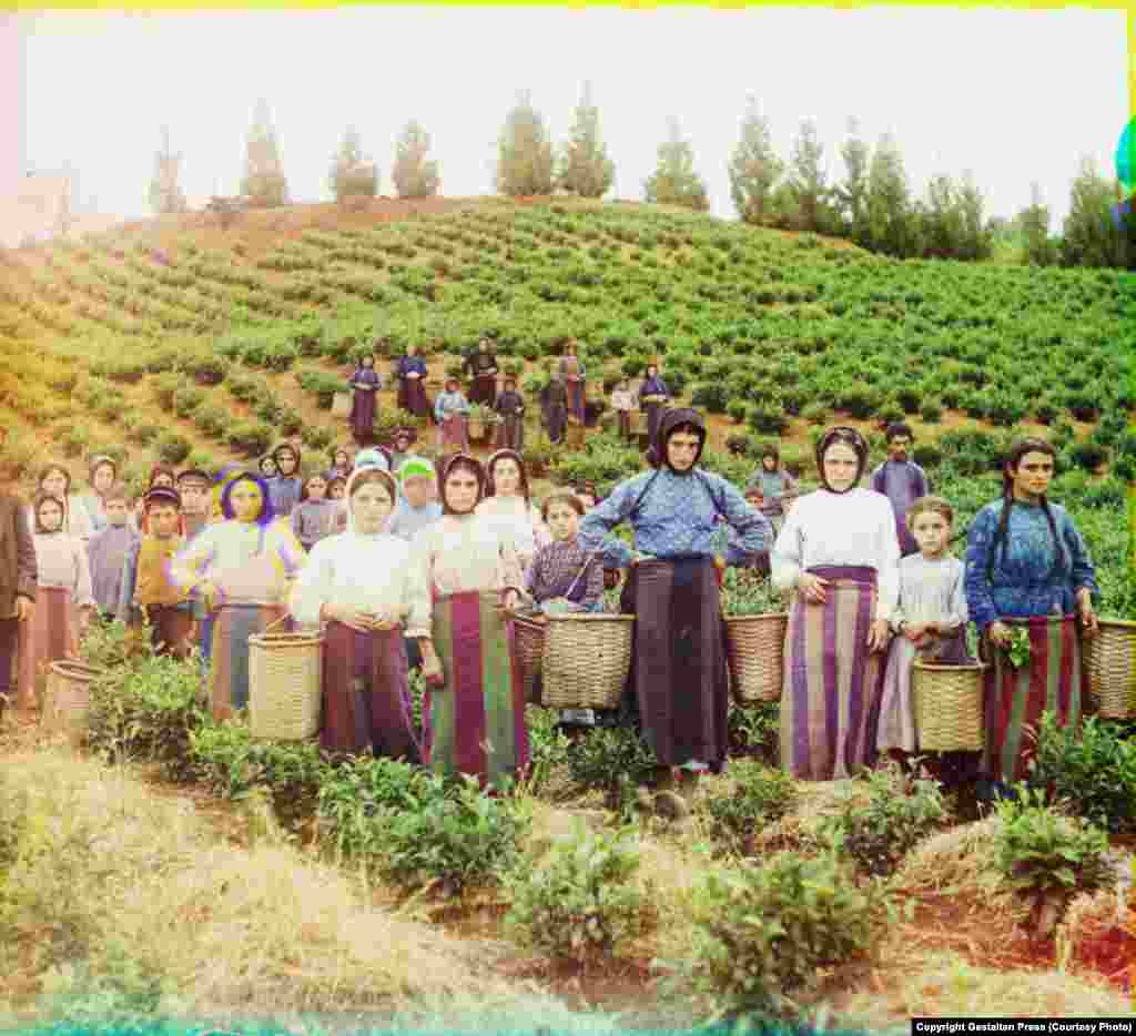 A Group of Workers Harvesting Tea, 1907-15