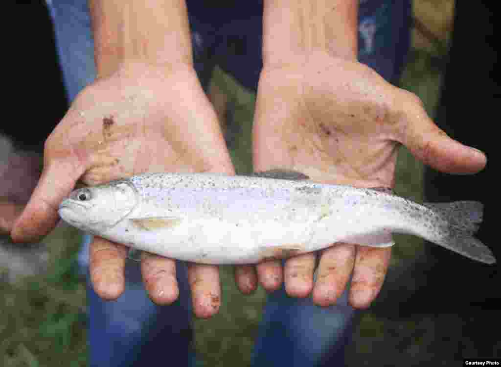 During the Soviet era, some Kyrgyz fisheries could produce as much as 500 tons of fish a year. Today, all Kyrgyz fisheries combined produce 300 tons of fish annually. 