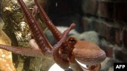 Paul swims past a copy of the FIFA Football World Cup trophy in his aquarium in Oberhausen, Germany in July.