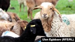 Выпас овец на пастбищах Кыргызстана. Архивное фото.