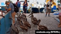 Пэліканы ў цярплівым чаканьні на рыбным рынку