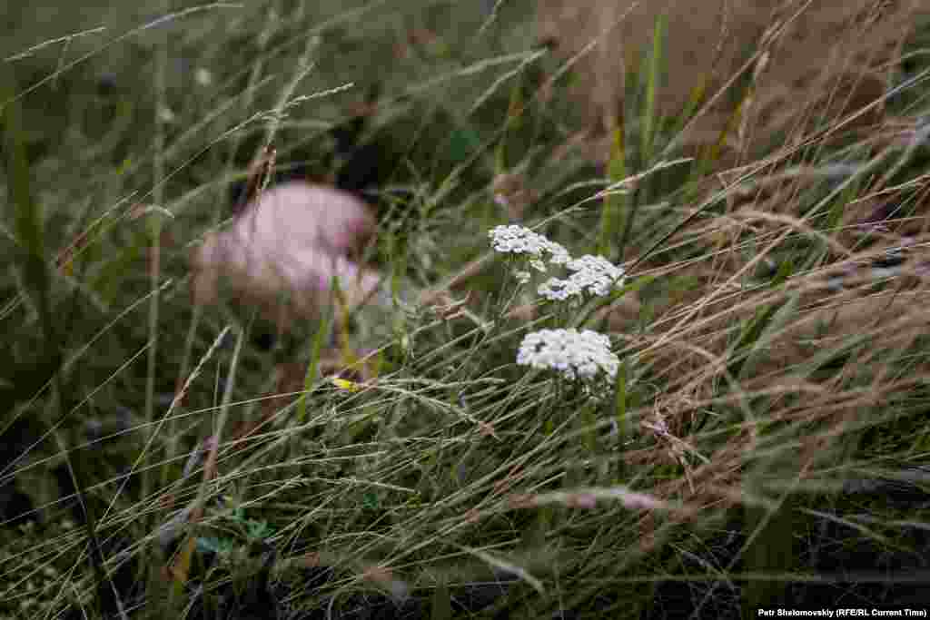 Scenes Of Tragedy At The MH17 Crash Site