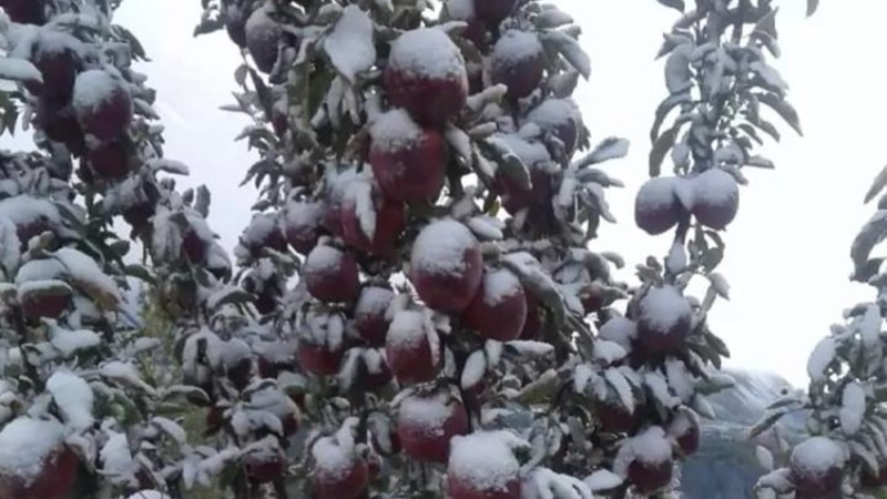 Первый снег застал таджикистанцев врасплох. ВИДЕО