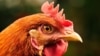 Томск: суд уточнил наказание для многодетной матери, укравшей куриц