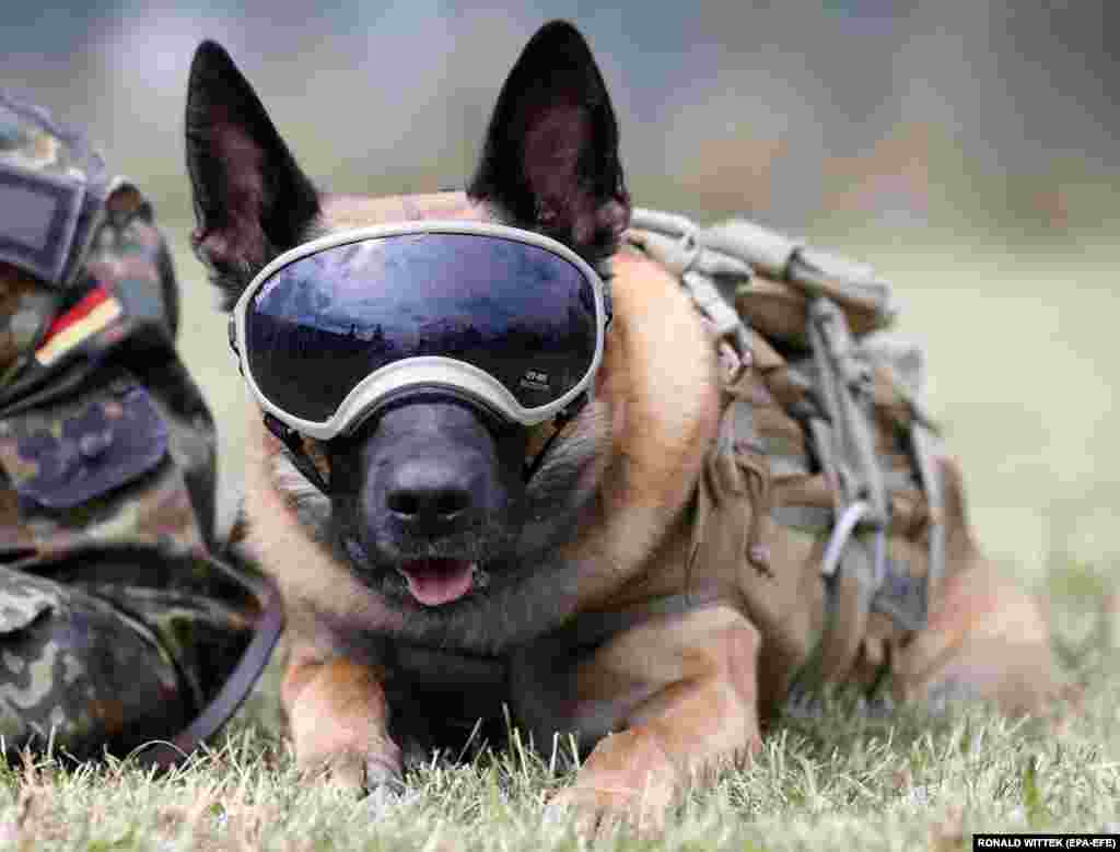 Pas za otkrivanje eksploziva pozira u Školi za službene pse Bundeswehra u Ulmenu kod Koblenza u Njemačkoj, 24. jula 2020. U njemačkoj kasarni Graefin-von-Maltzan u Bundeswehru službeni psi se obučavaju kao psi za otkrivanje korona virusa.