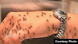 Komarci malaričari