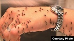 Մալարիայի մոծակները մարդու ձեռքի վրա