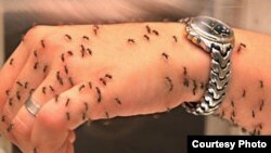 Malaria is a mosquito-borne disease.