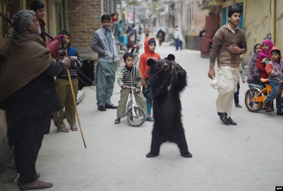 A Pakistani performer makes a bear dance for bystanders in a street in Rawalpindi, Pakistan, on January 16. (AFP/Farooq Naeem)
