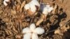 Uzbeks Unpick Cotton To Please No-Show PM