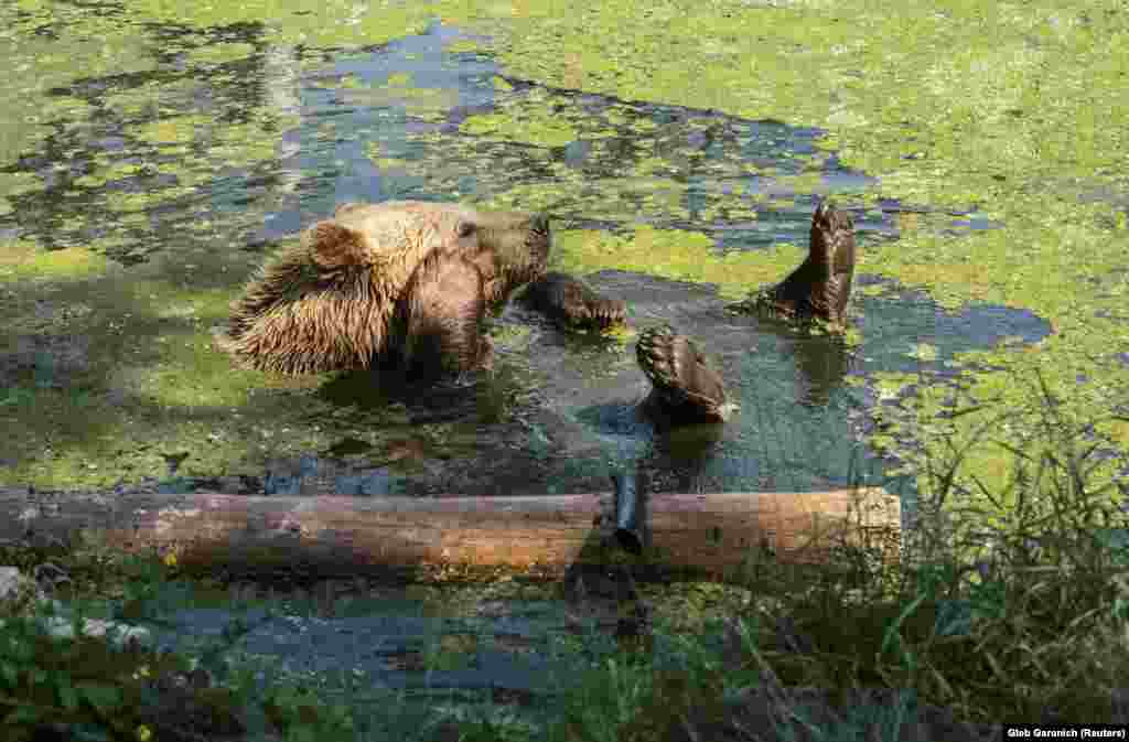 A brown bear relaxes at a shelter for bears in the village of Berezivka, Ukraine. Five bears that were rescued from circuses and private zoos live in the center, which was opened in 2012 by the international animal charity Four Paws. (Reuters/Gleb Garanich)