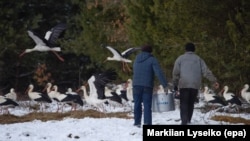 Місцеві жителі несуть їжу для годування диких лелек на околиці села Вербляни Львівської області