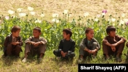 Afghan children sitting next to a poppy field in Argo district of Badakhshan Province on June 6.