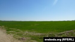 Засеянае поле ля вёскі Вохар