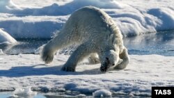 A polar bear on an ice floe in the Arctic Ocean (file photo)