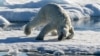 Зима в Арктиці була рекордно теплою – вчені