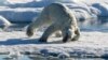A polar bear lying on an ice floe in the Arctic Ocean