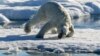 Российского ученого, застрелившего на Шпицбергене белую медведицу, оштрафовали на $1800