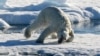 Архангельская область: рацион белых медведей состоит на 25% из пластика