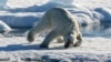 A polar bear lying on an ice floe in the Arctic Ocean