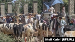 تصویر آرشیف: نخاس یا بازار فروش مواشی در کابل 