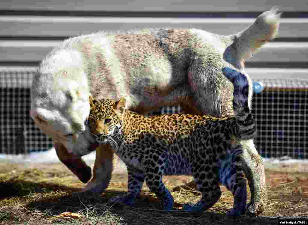 Зоопарк планирует купить пару для Милаши, но пока с маленьким леопардом играет среднеазиатская овчарка.