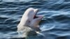 Владивосток: океанариум проверят после сообщений о больных животных