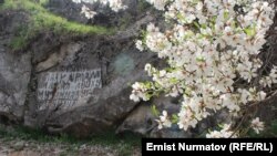 В середине февраля во многих областях Узбекистана зацвел миндаль.