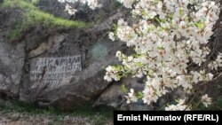 В середине февраля во многих областях Узбекистана зацвел миндаль. 