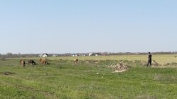 Мужчина пасет коров возле поля. Алматинская область, 20 апреля 2020 года.