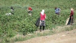 Maryda, Lebapda tam süpürijiler, tehniki işgärler pagta ýygymyna ‘çekilýär’