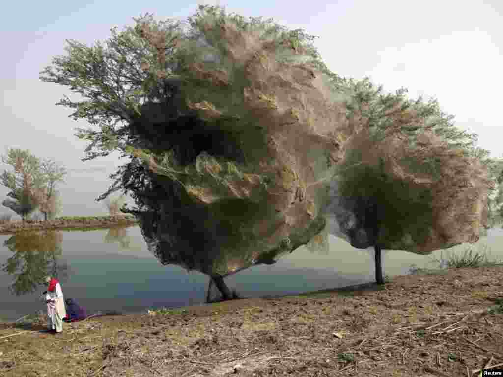 Villagers stand next to trees covered in spider webs in flood-affected areas near Dadu in Pakistan's Sindh Province. The cocooned trees have been a side effect of spiders escaping flood waters in the area. Photo by Russell Watkins for Reuters